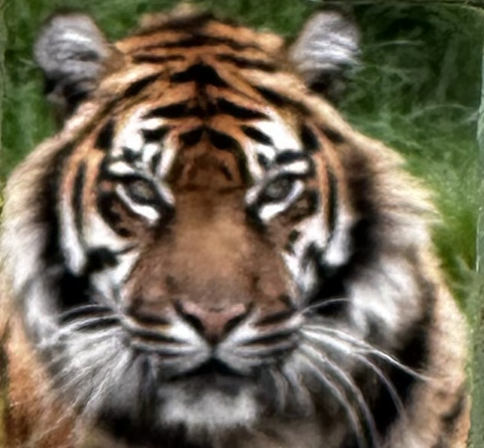 Explore England ~ Visit the Big Cat Sanctuary in Smarden, Ashford, Kent!